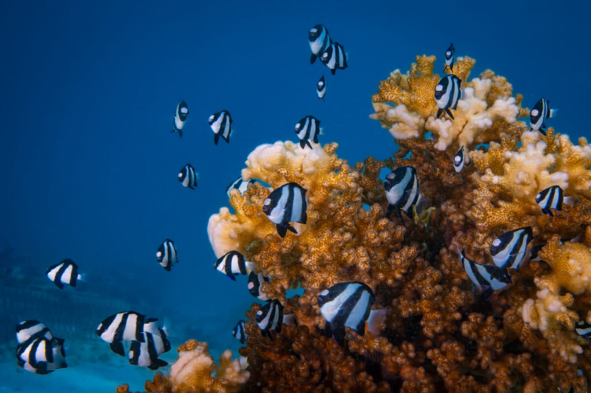 In the Field: UW researchers are studying how coral reef fish work as a community to respond to threats
