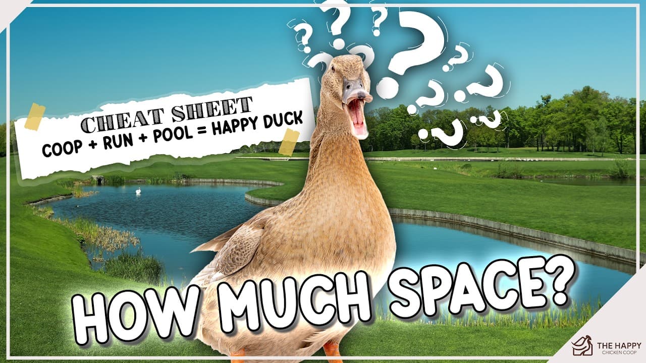 How Much Space Do Ducks REALLY Need? 🦆 The Answer May Surprise You