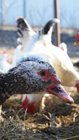 Can Ducks Eat Chicken Feed???  #chicken #freerangechickens #raisingchickens #ducks  #egg