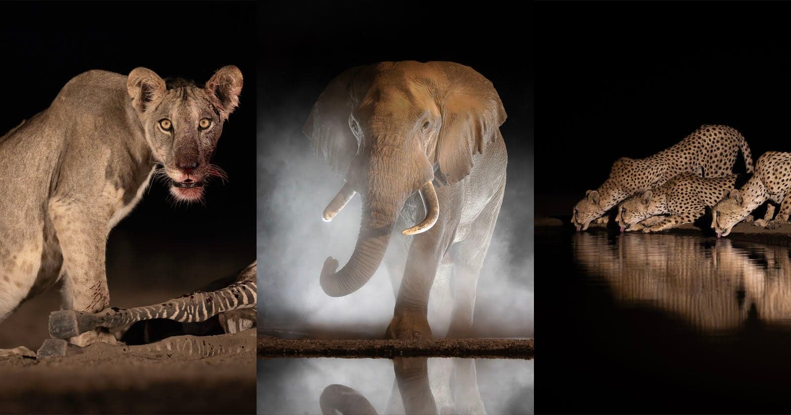 Photographers Spend Two Months in African Wildlife Hide Capturing Animals Close-Up
