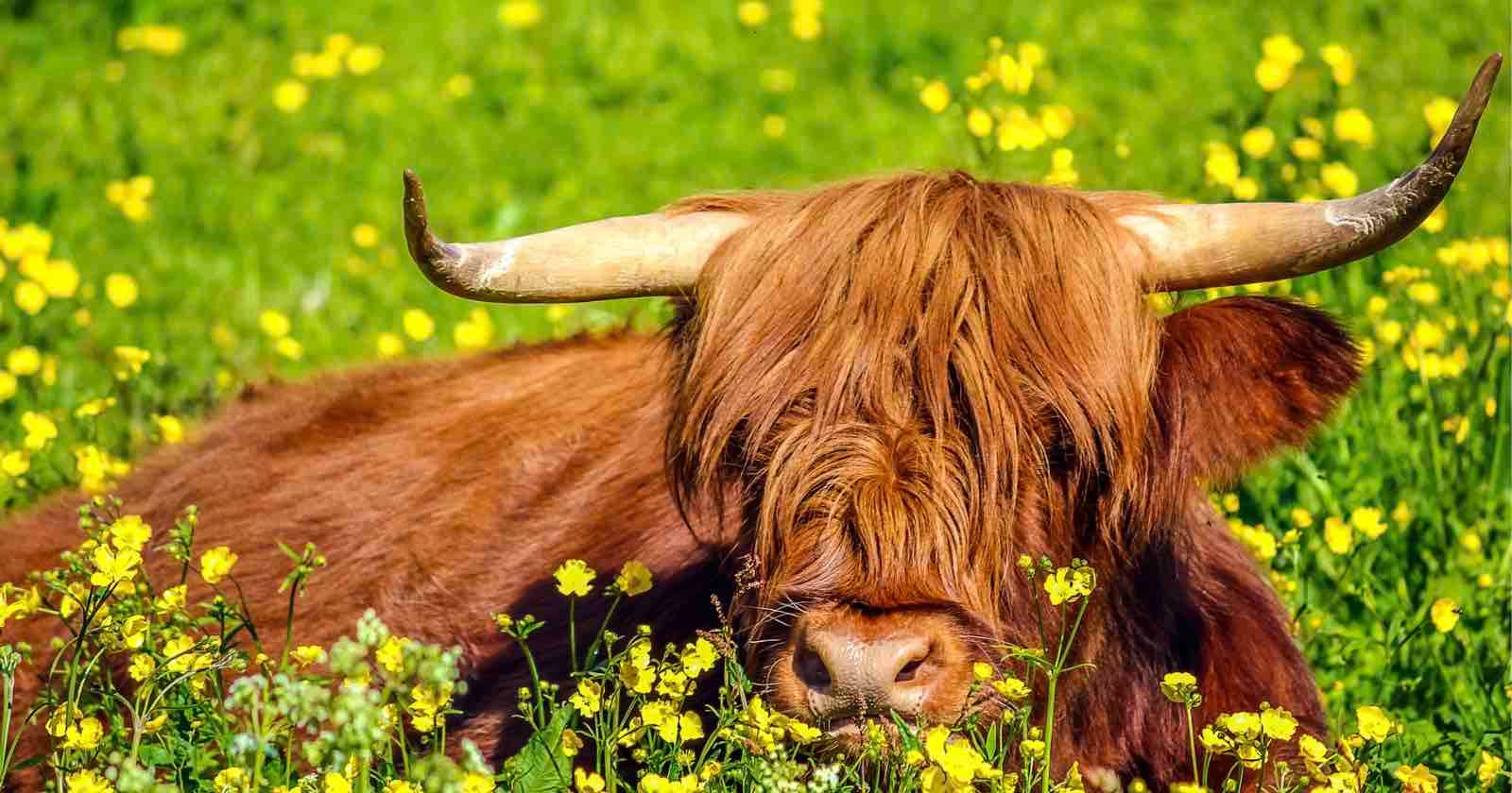 Famed Highland Cows Removed After Surge in Tourist Selfies with Animals