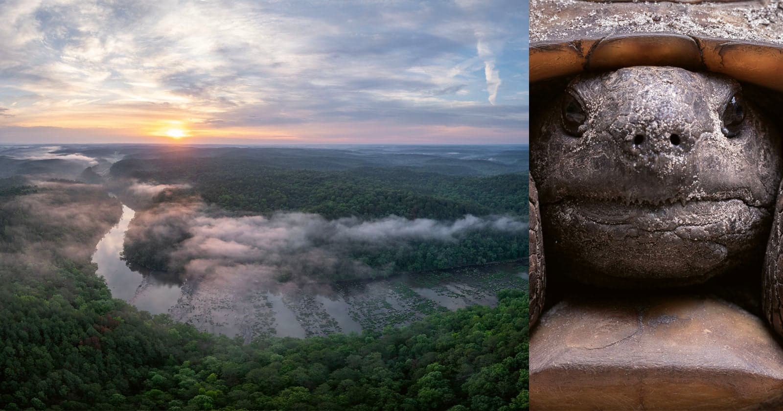 Photographer Documents the Vanishing Wildlife of the ‘American Amazon’