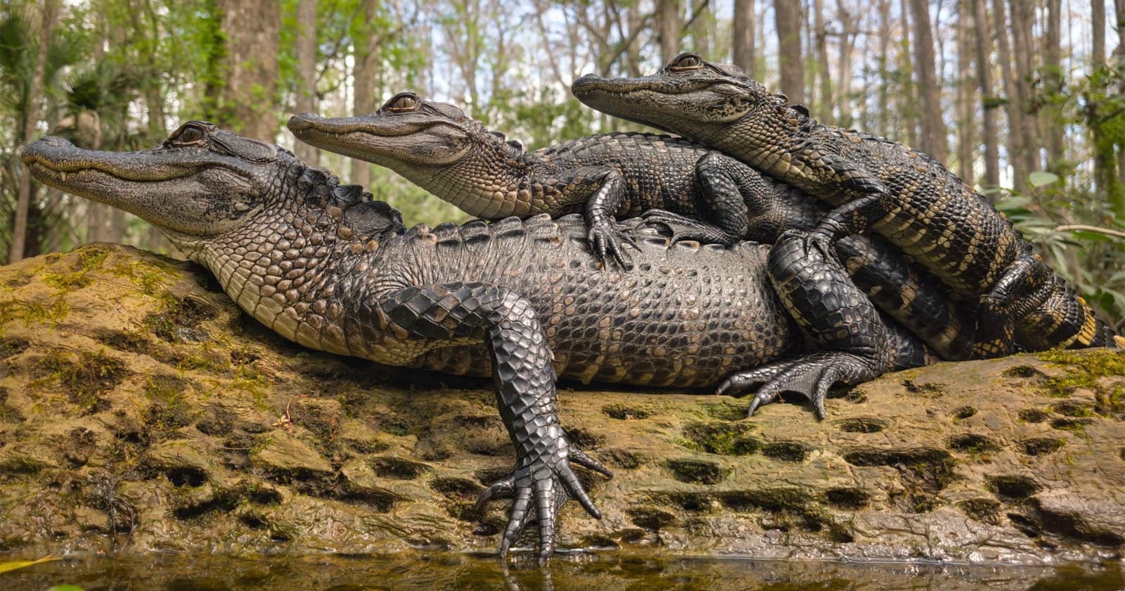 People Don’t Believe This Smartphone Wildlife Photographer’s Images are Real