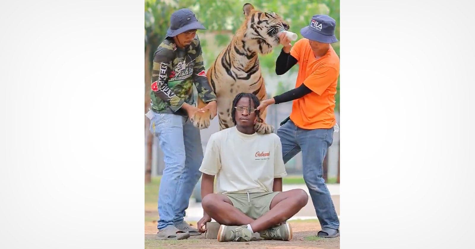 Disturbing Video of Tourist Posing With Tiger in Thailand Exposes Dark Photo Trend