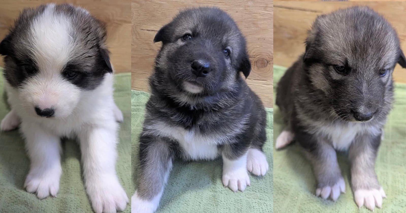 Live Puppy Cam Lets You Watch Future Sled Dogs at an Alaskan National Park
