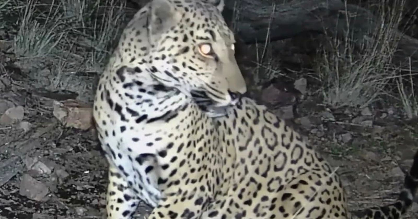 Remote Camera Captures Ultra-Rare Jaguar Roaming in Arizona Mountains