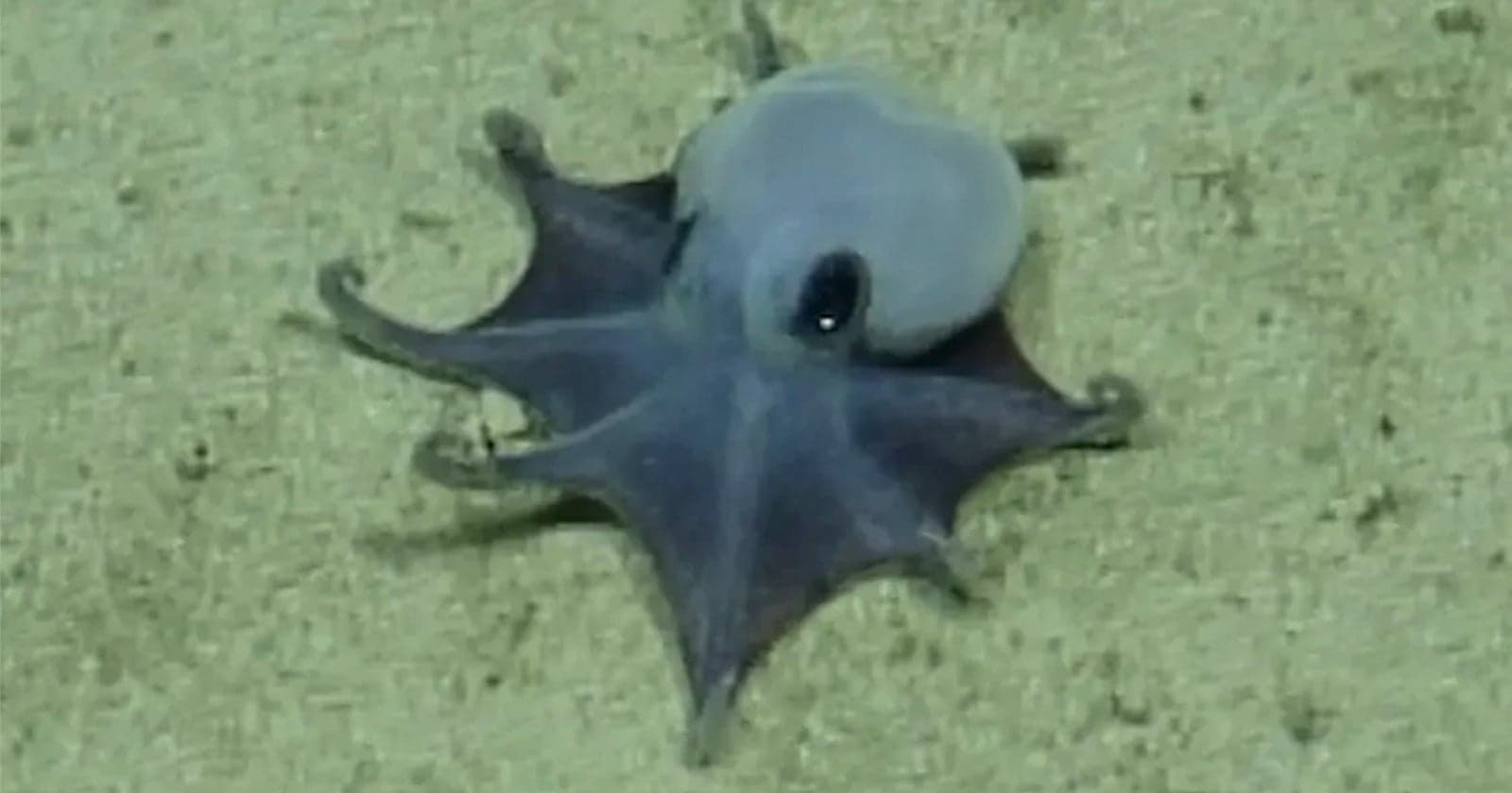 Footage Reveals Newly Discovered Blue Octopus No Bigger Than a Golf Ball
