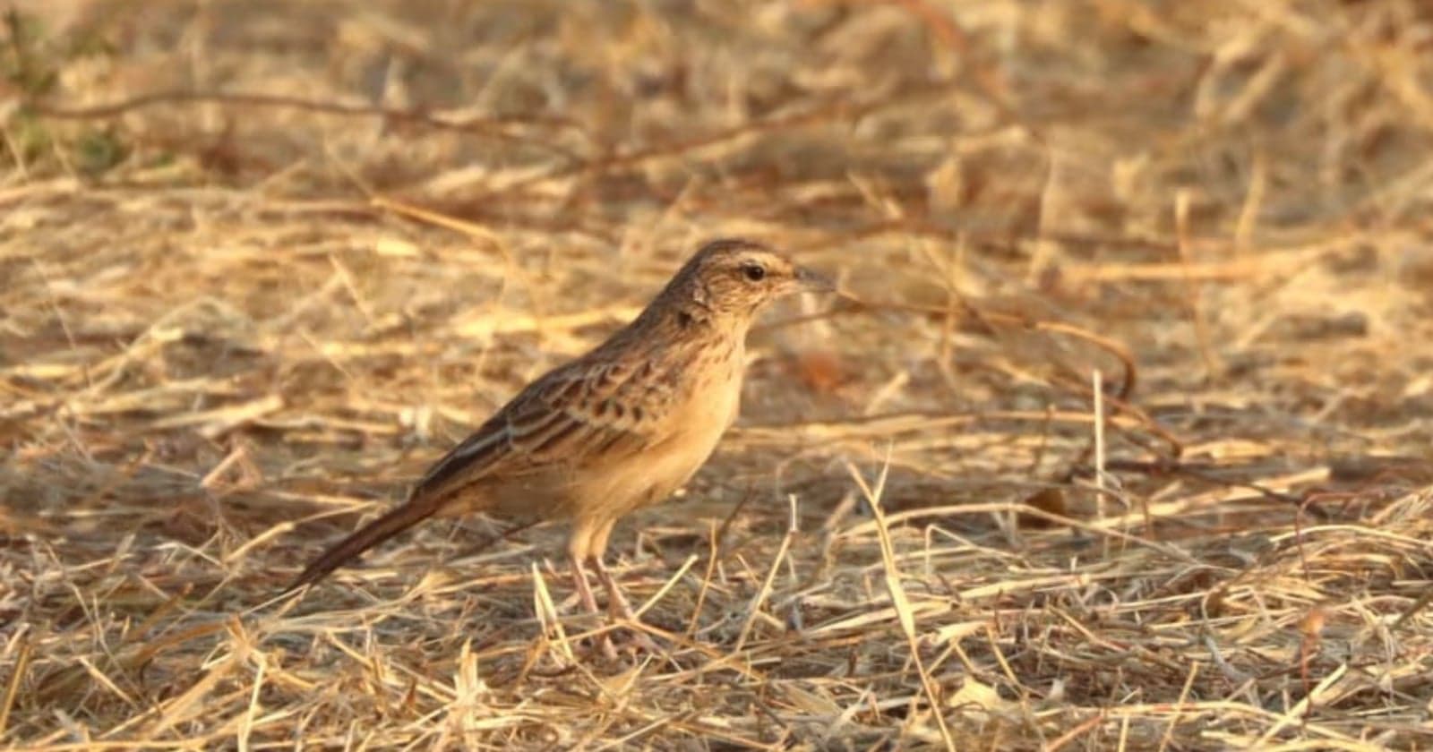 First Ever Photograph of ‘Rusty Lark’ Bird Thought to be Extinct for 94 Years