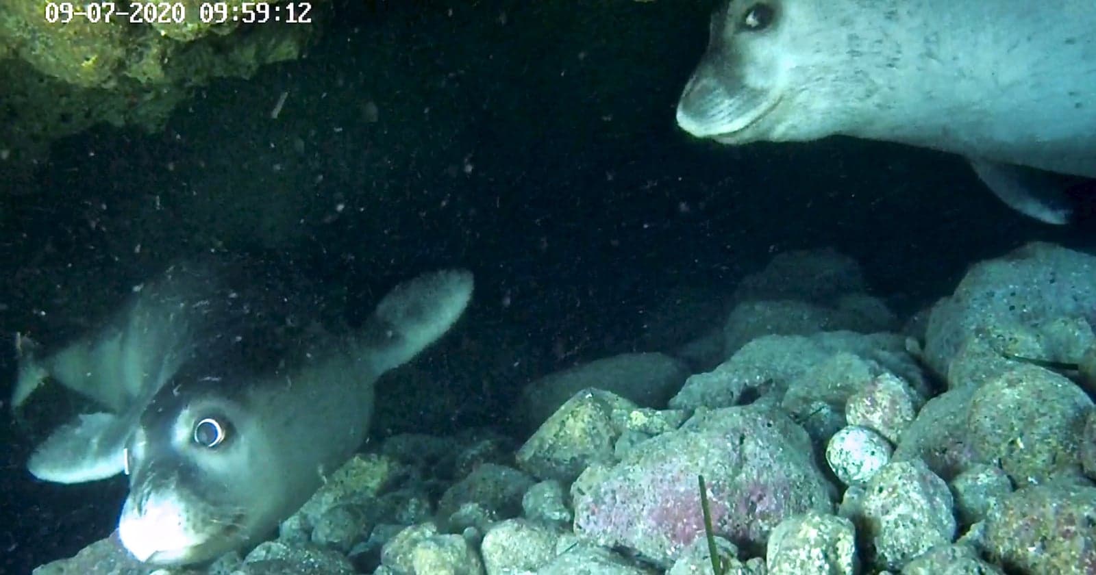 Underwater Cameras Capture Seals Resting in Secret ‘Bubble Caves’