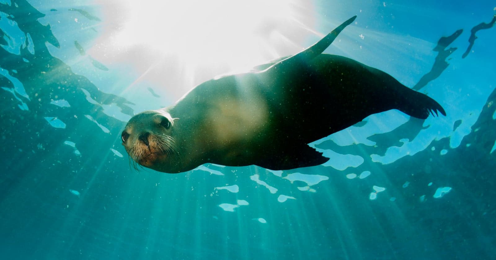 Photographer Bitten by ‘Shark or Sea Lion’ During Surf Competition