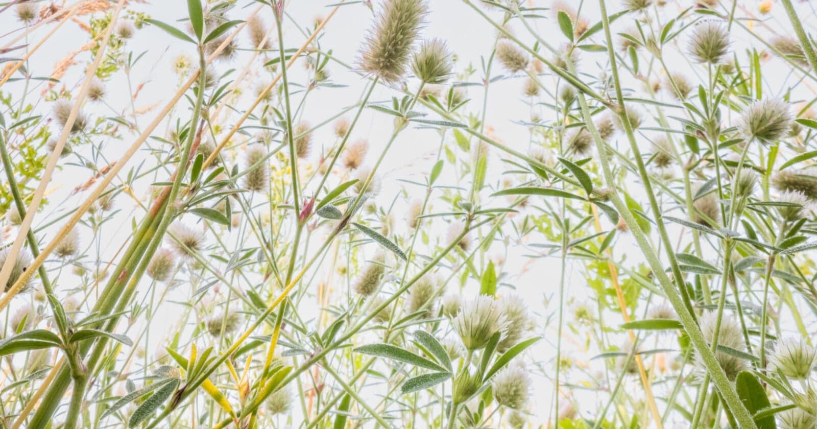 Flowerscapes: Photographing Flowers From a Bug’s Eye Perspective