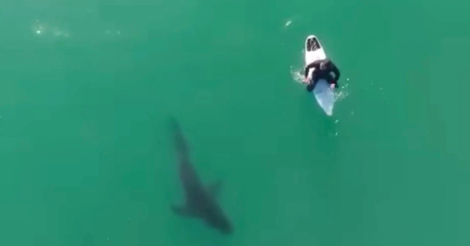 Photographer Uses Drone to Warn Surfer of Huge Shark Menacingly Circling Beneath Him