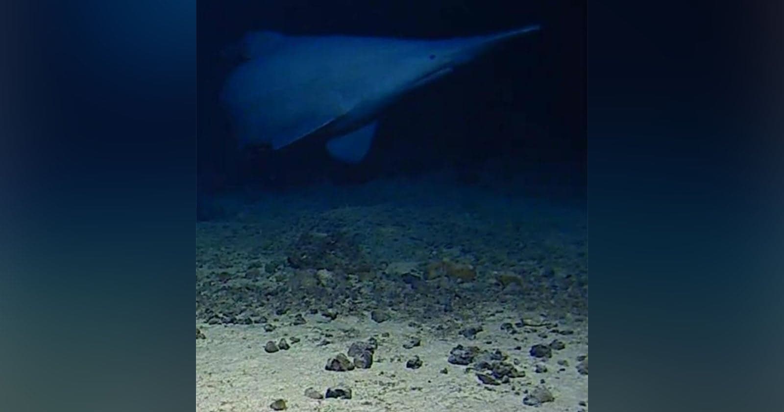 Scientists Capture First-Ever Footage of ‘Horror Movie’ Goblin Shark in its Natural Habitat