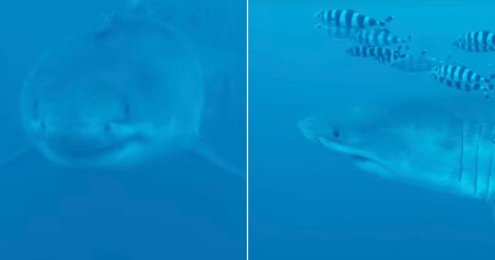 Divers Capture First Footage of a Great White Shark in the Mediterranean