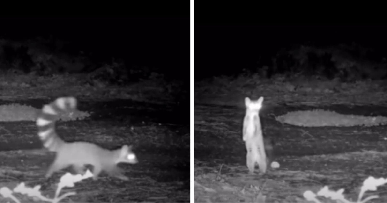 Trail Camera Captures One of North America’s Most Elusive Mammals: The Ringtail