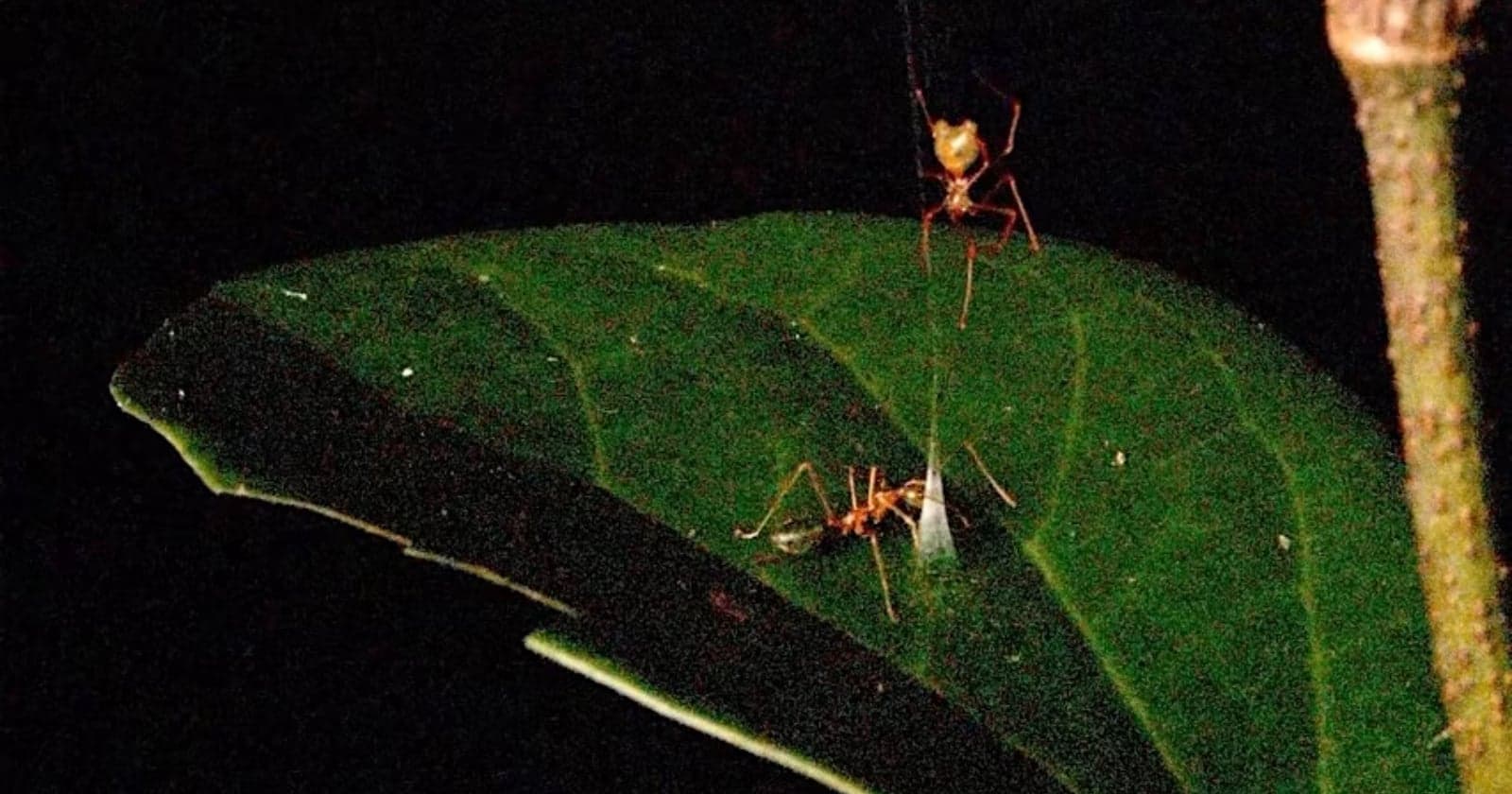 Scientists Capture Footage of Spider Catapulting Prey Into Web Using Ingenious Snare Trap