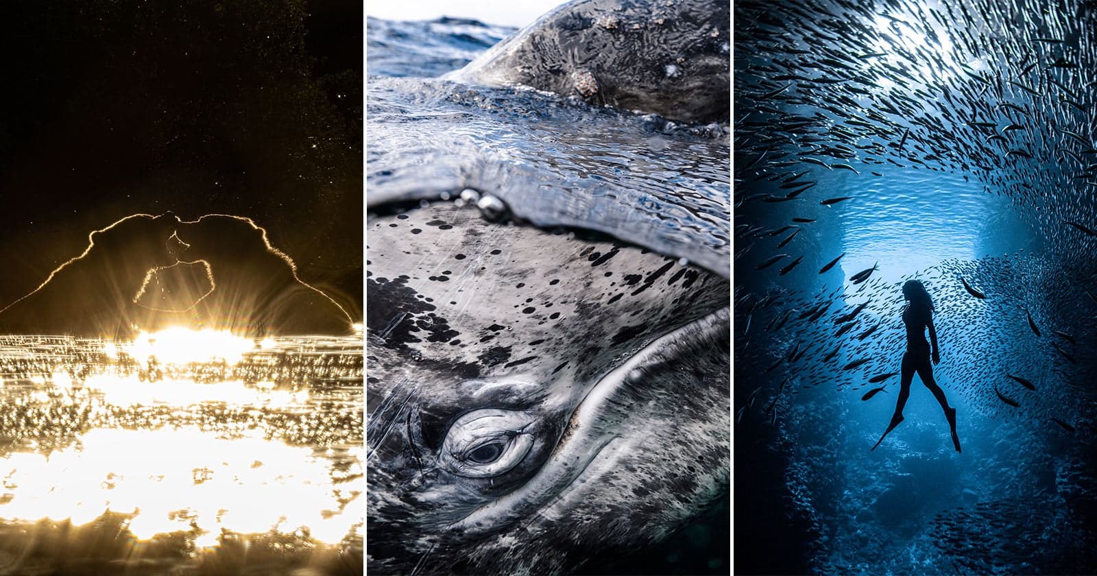 13 Award-Winning Photos From the UN World Oceans Day Contest