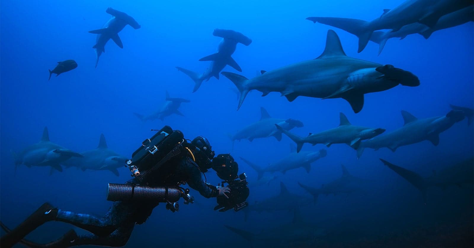 How Underwater Filmmaking Can Help Save Hammerhead Sharks Before It’s Too Late