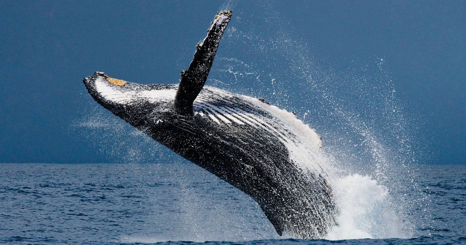 Photographer Captures Nearly 300 Humpback Whales Gathered in the Same Spot