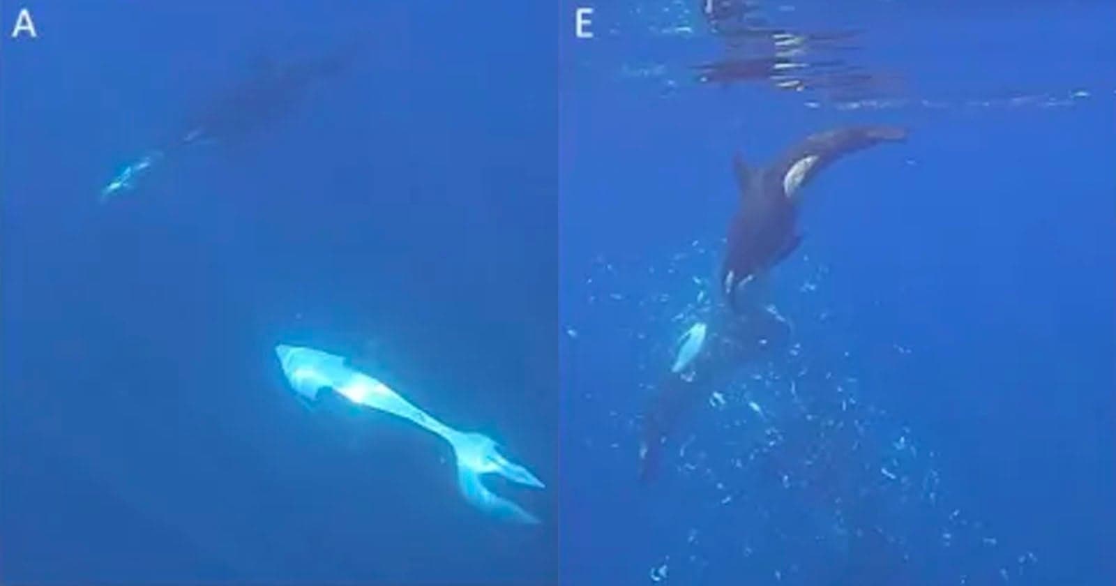 Insane Video Shows Killer Whale Ramming a Sunfish to Smithereens