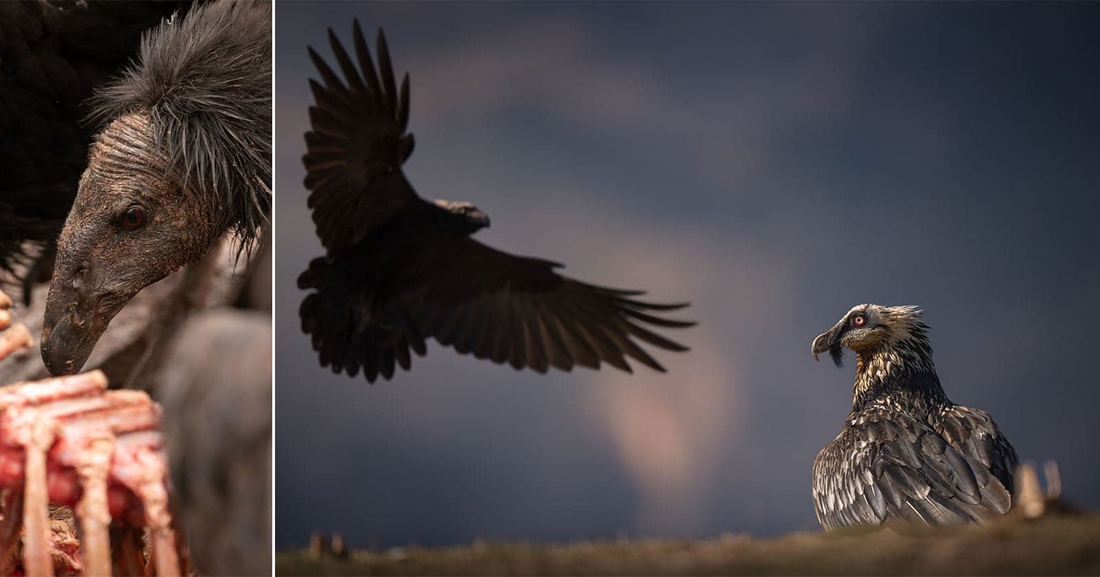 Award-Winning Photos Celebrate Vultures, Nature’s Unsung Heroes