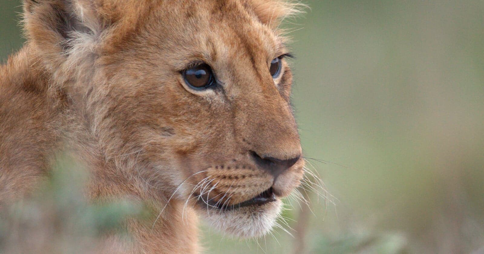 Filmmakers Spent Four Years Following a Lion On His Journey to Become King