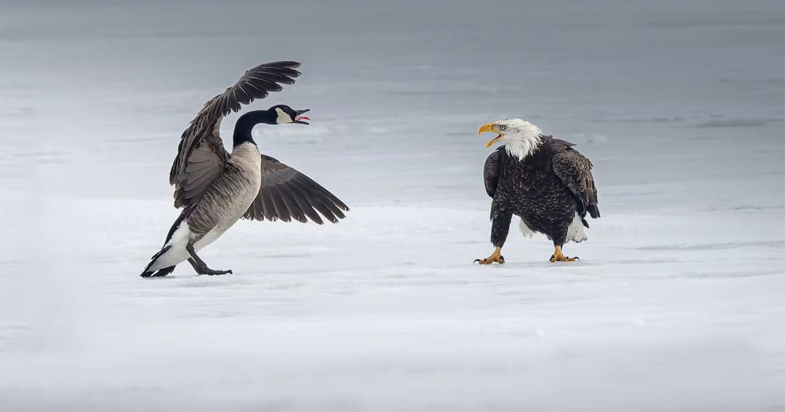How Photographers’ Images Are Getting Caught Up in the Trade War Between the US and Canada