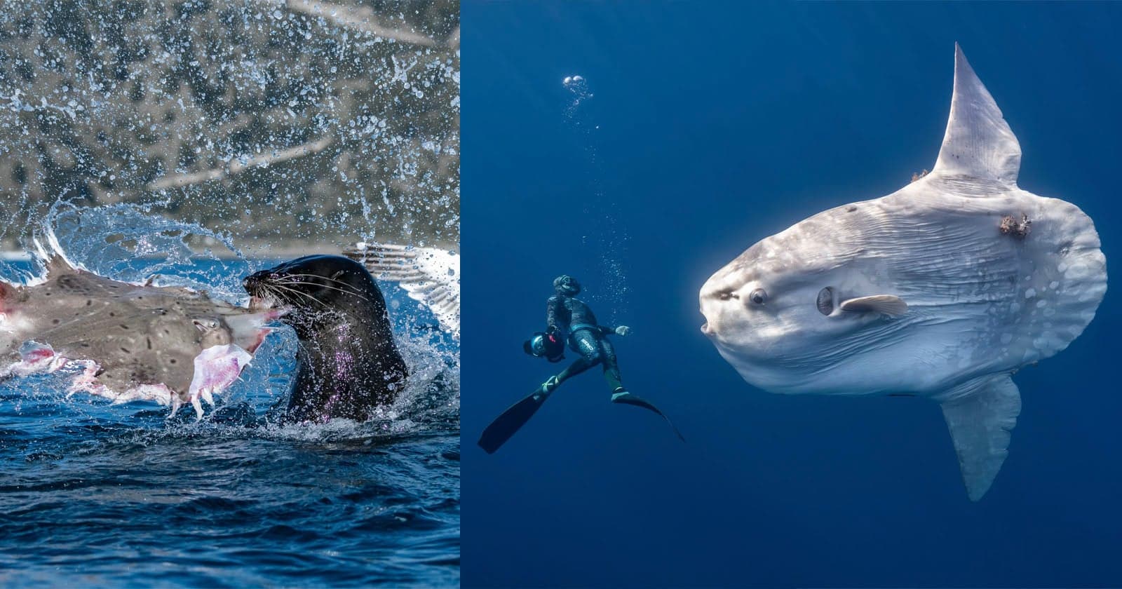13 Jaw-Dropping Photos From Ocean Photographer of the Year