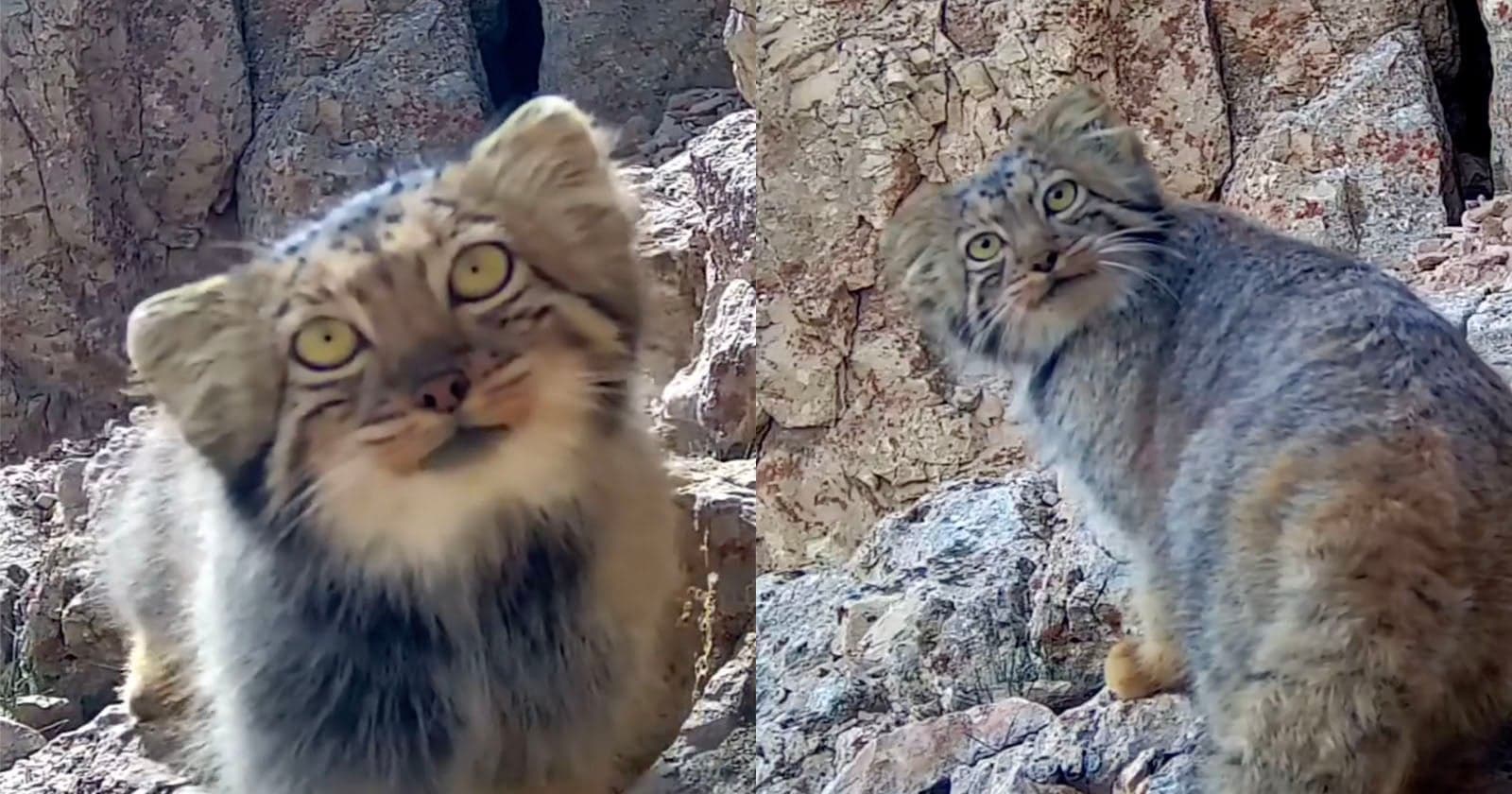 Elusive Pallas’s Cat Recorded by Camera Traps in Iran