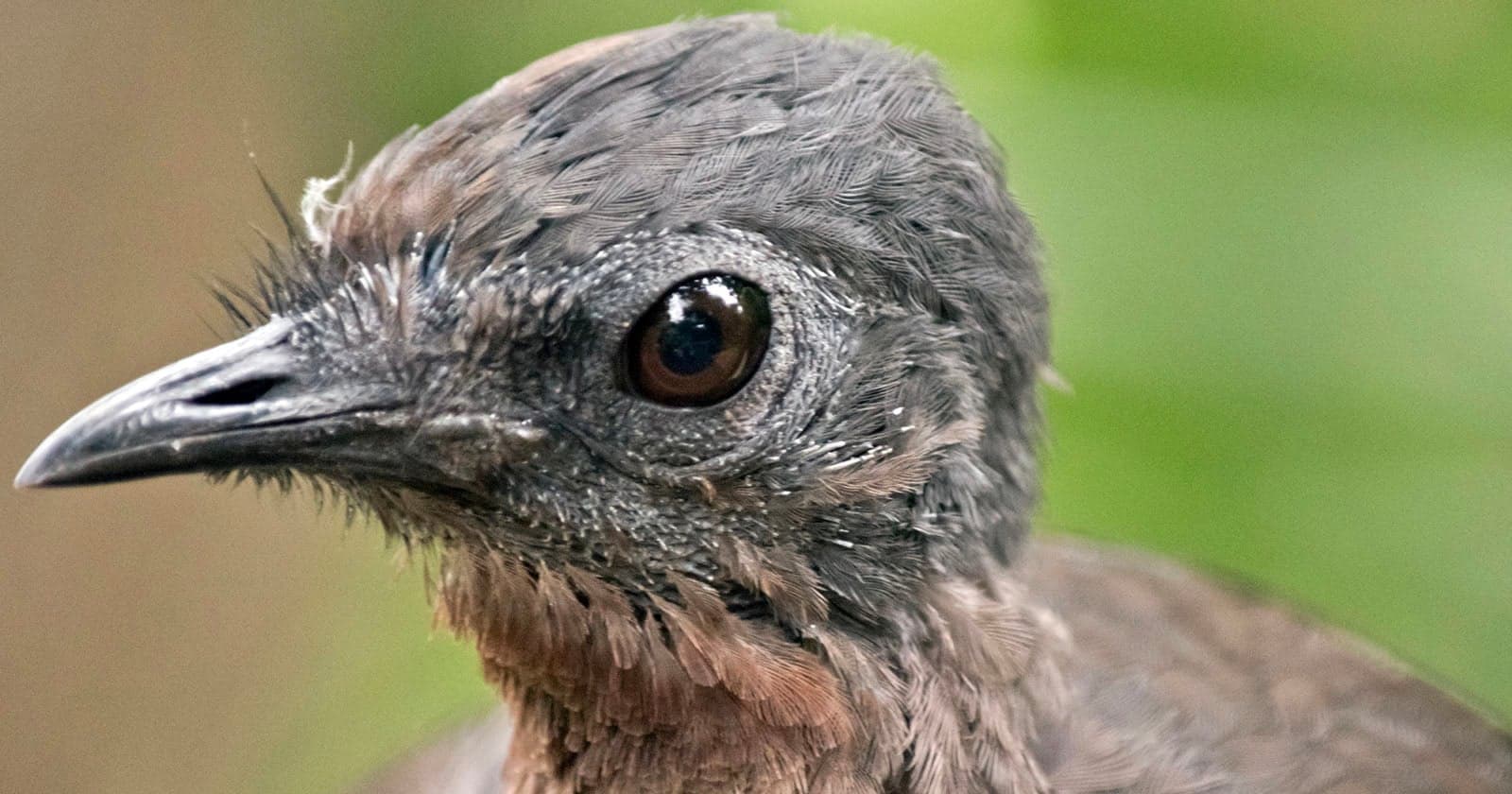 Listen to This Bird Perfectly Imitate a Polaroid Camera
