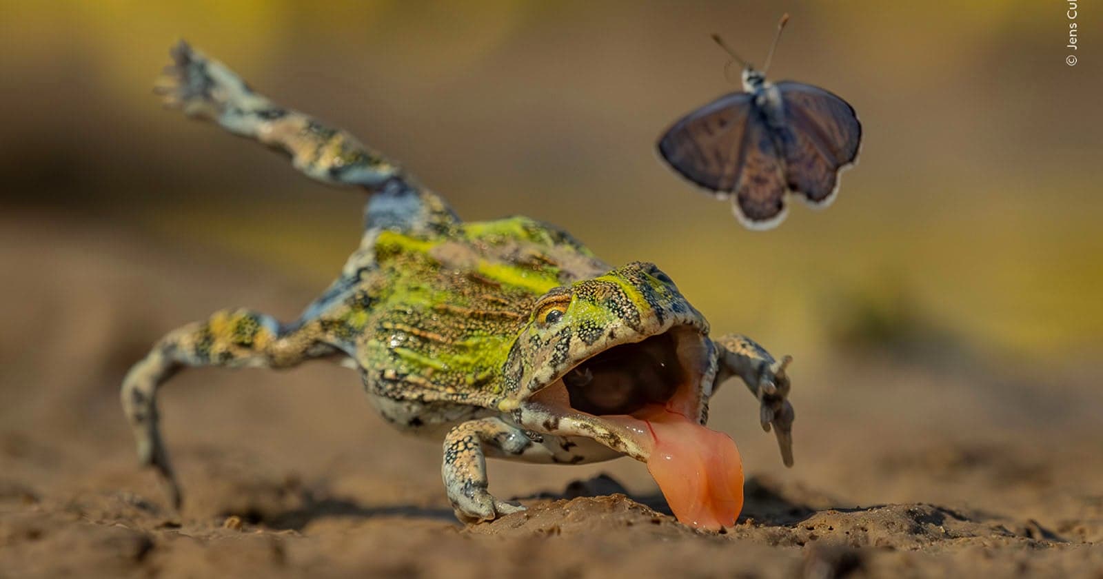 Butterfly’s Narrow Escape Among Wildlife Photographer of the Year Finalists