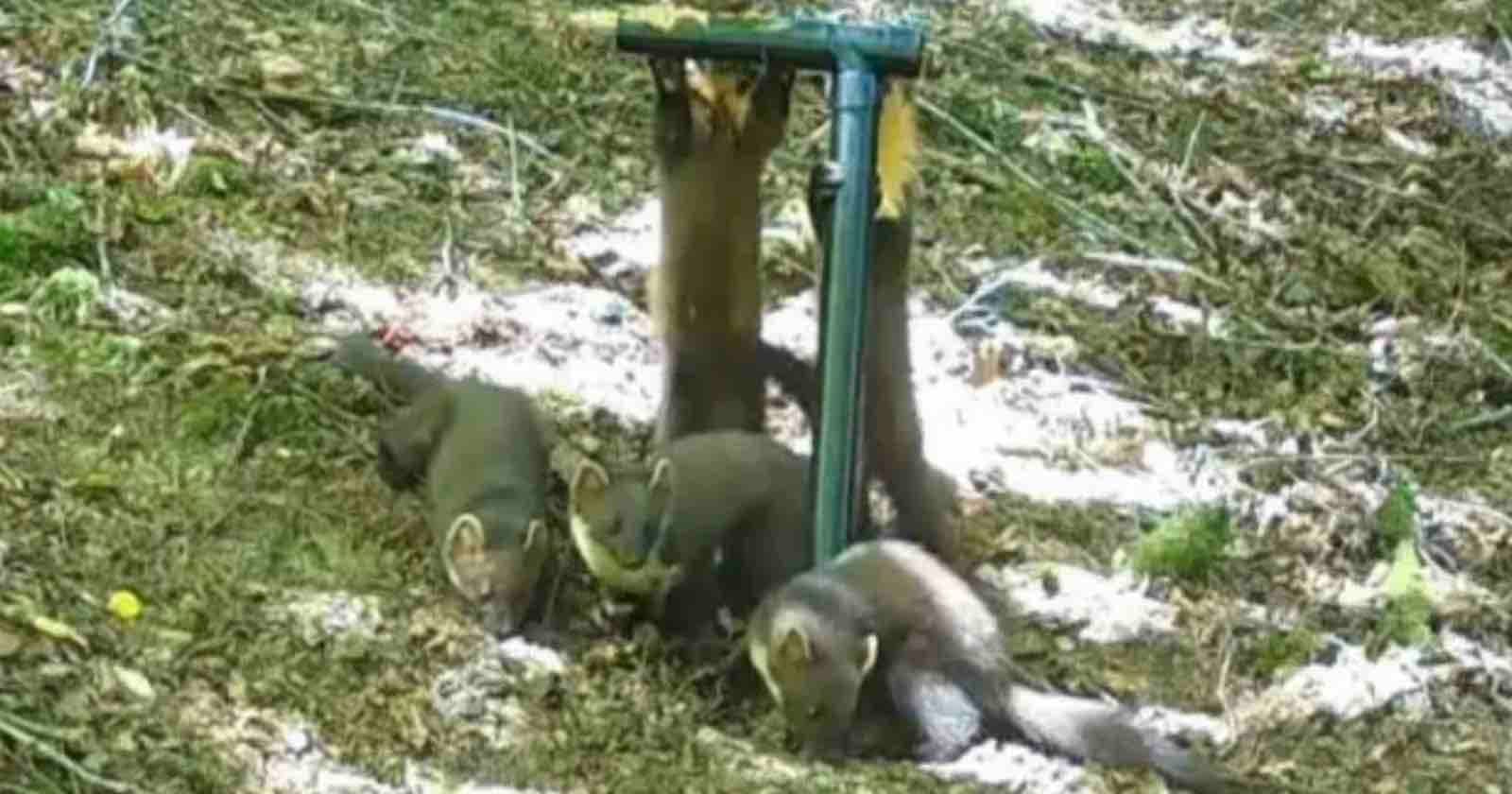 Trail Camera Captures First Birth of Wild Baby Pine Martens in a Century