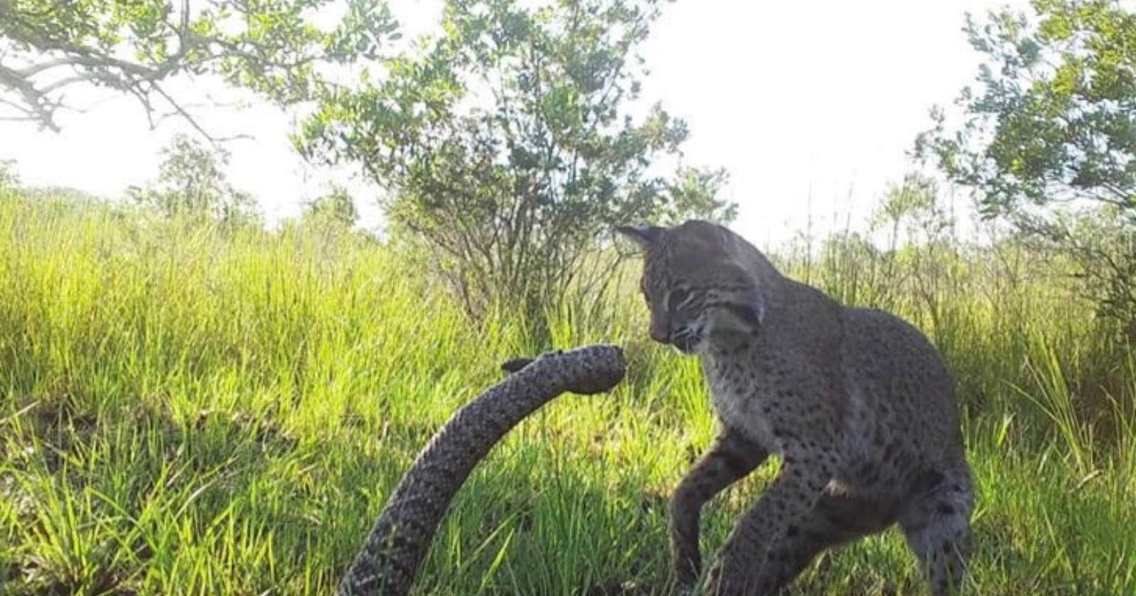 Bobcat Viciously Attacks World’s Largest Rattlesnake in Dramatic Camera Trap Photos