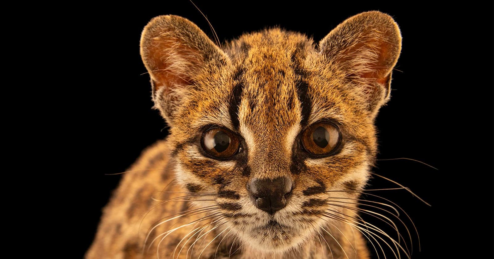 Adorable Photos of the First New Cat Species Discovered in Over a Century