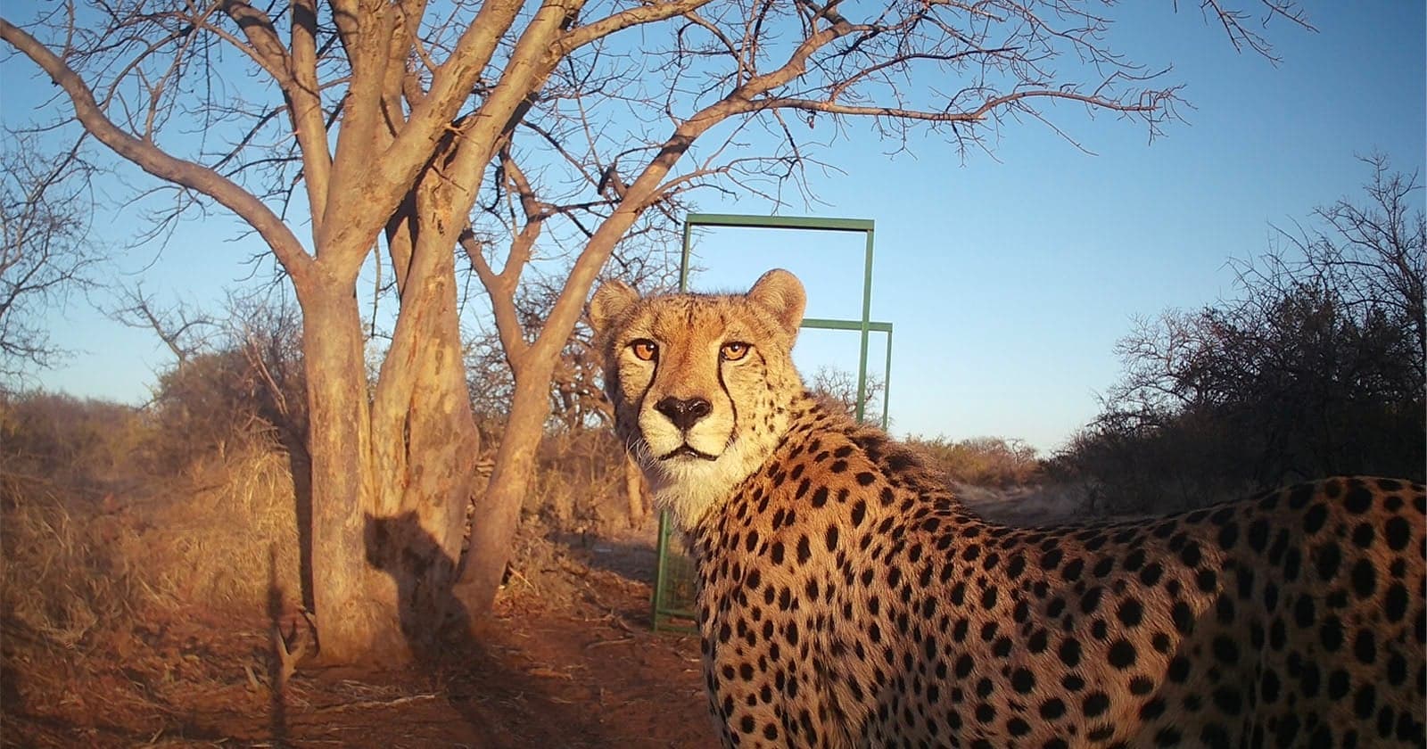 A Quiet Count: South Africa's Cheetah Population Reveals a Stark Reality