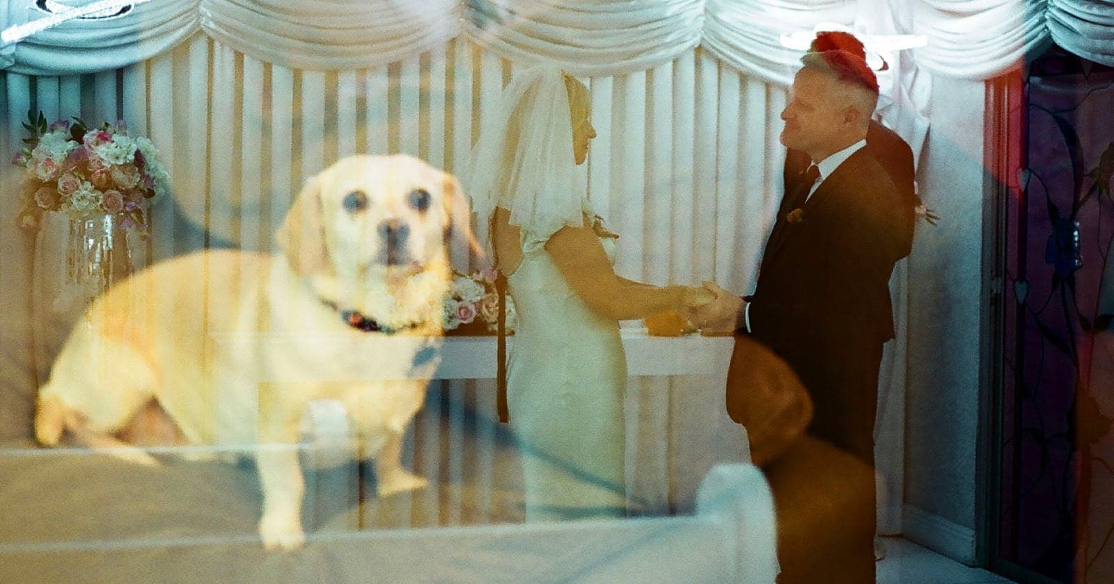 Photographer Accidentally Double-Exposes Wedding Photos With Pictures of Her Dog and Cat