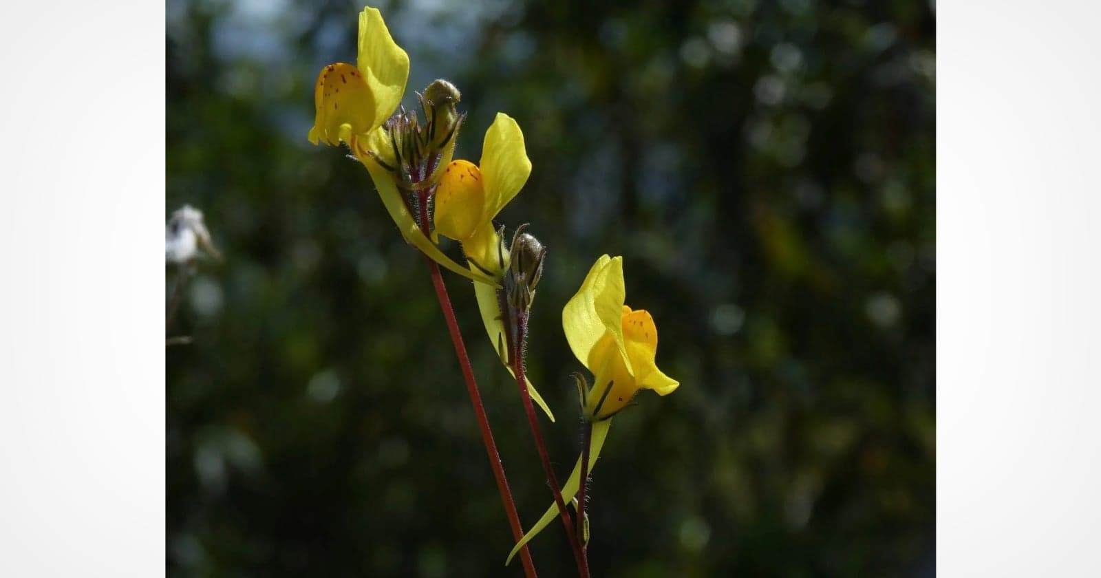 A Wanderer's Lens Unveils a Hidden Floral Treasure