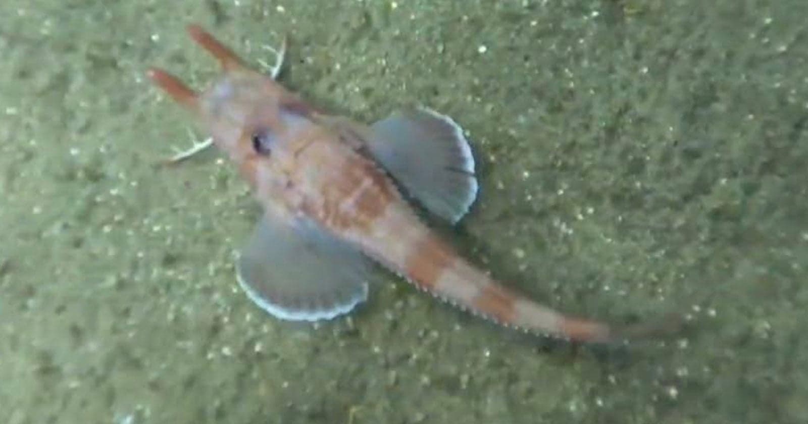 Underwater Camera Captures a Fish Walking Backward for the First Time