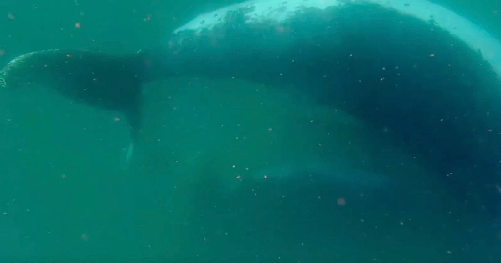 First-of-Its-Kind Footage Captures Humpback Whale Mourning Her Dead Newborn Calf