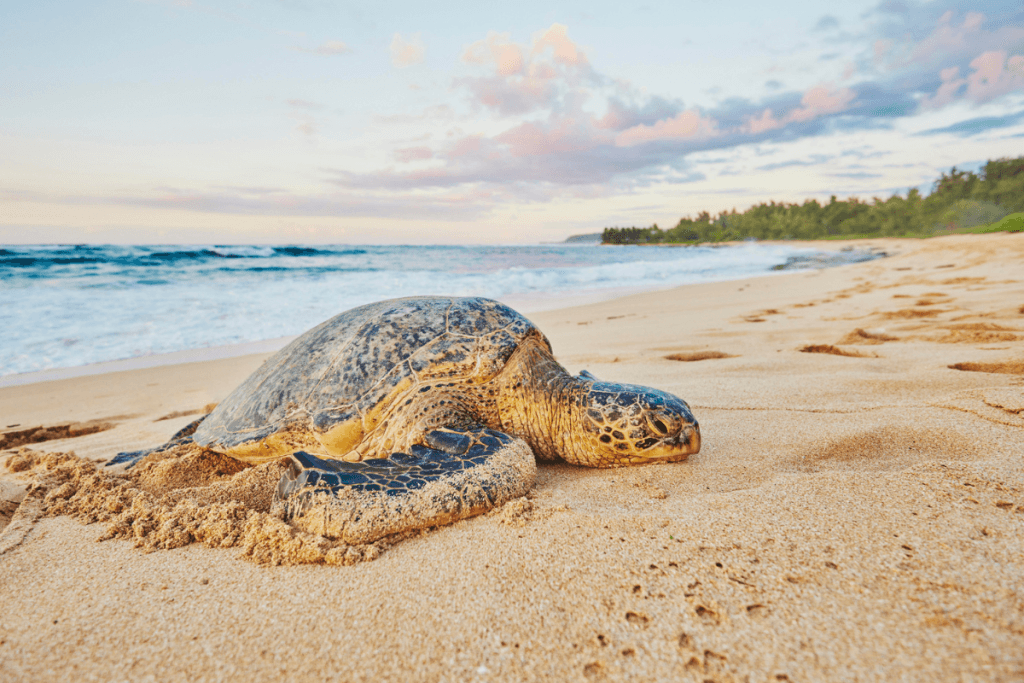 Hawaiʻi Marine Life You Might Spot This Summer