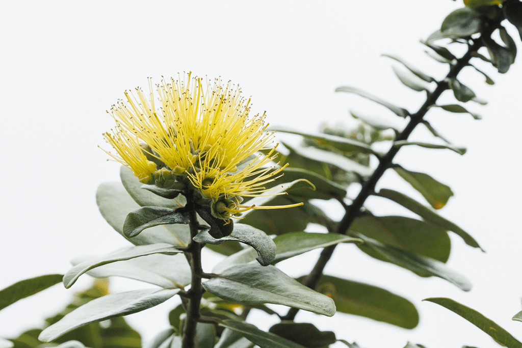 5 of Hawai‘i’s Extraordinary Native Flowers