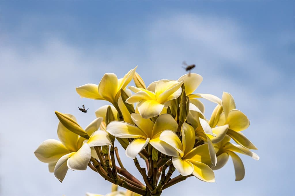Bees, Blossoms and Bottles