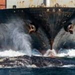 Rising Ship Traffic Off South Africa Due To Middle East Conflict Increases Risk To Whales, Scientists Say