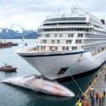 Pregnant Endangered Fin Whale Found Dead On Cruise Ship Bow In Alaska
