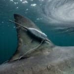 Sharks Equipped With Sensors Could Help Predict Hurricane Intensity