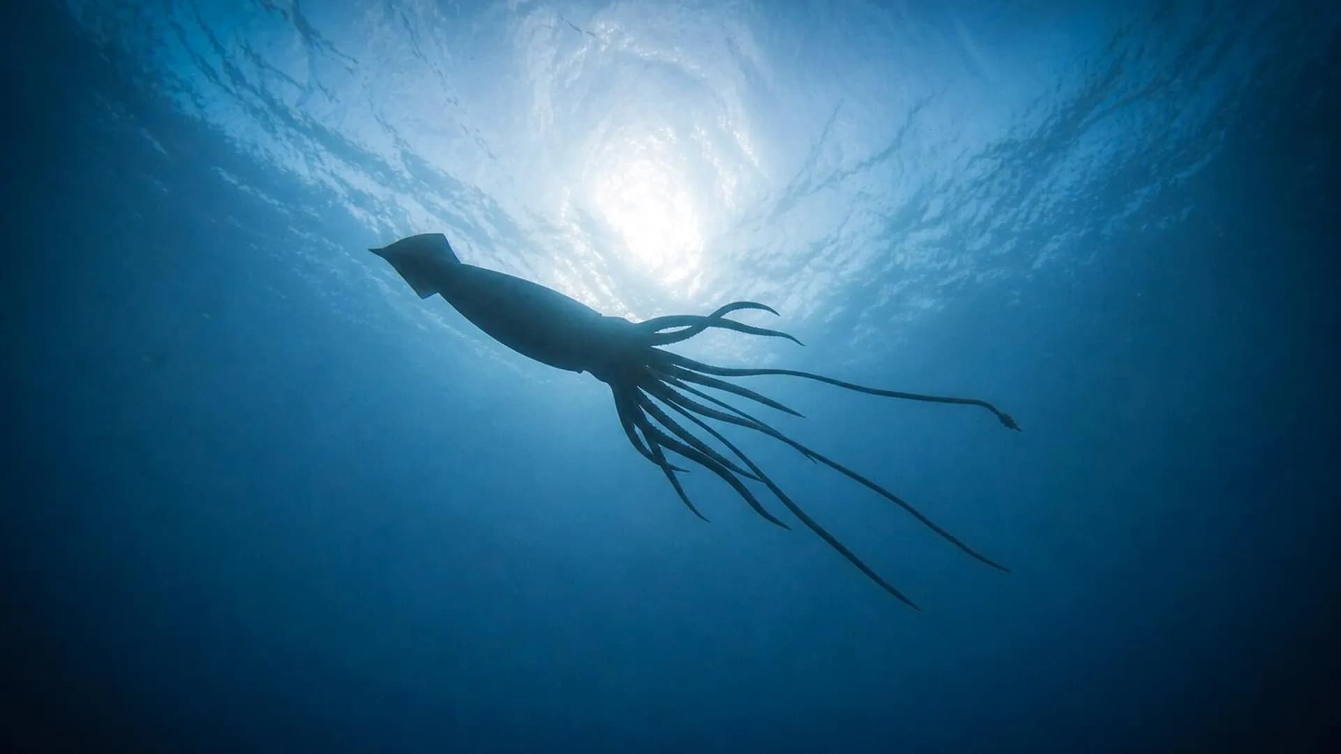 Giant squid discovery uncovers a hidden deep-sea world off Australia