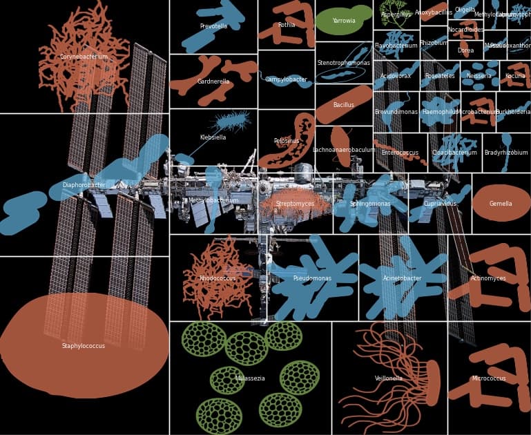 Identifying Microbes in Space