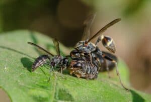 May research highlights: Rapid river migration, bean plant defense, tiny tensegrities, more