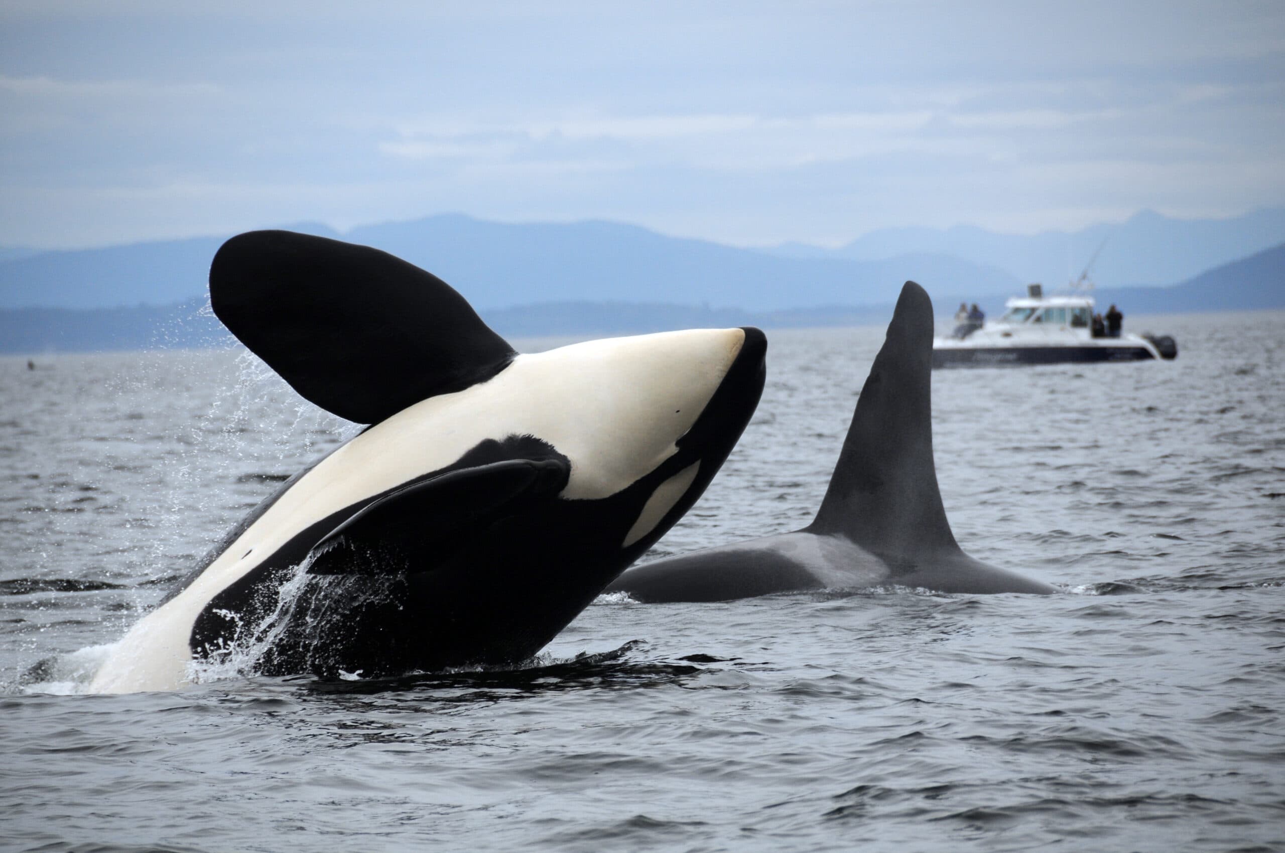 Decades-long dataset shows which orcas are most at home in Puget Sound