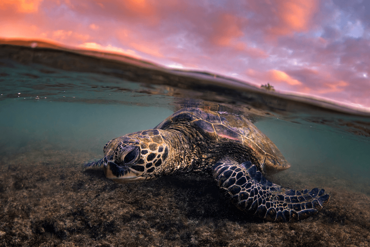 The Winners of HAWAIʻI Magazine’s 2026 Photo Contest